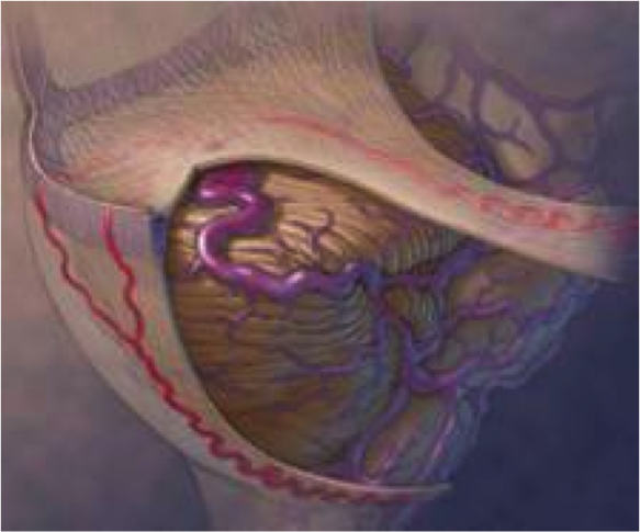 Pathologies | Hopital Pitié Salpétrière