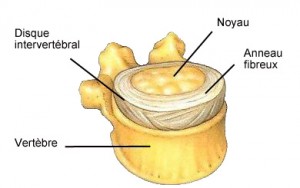 physio_0003_vertebre